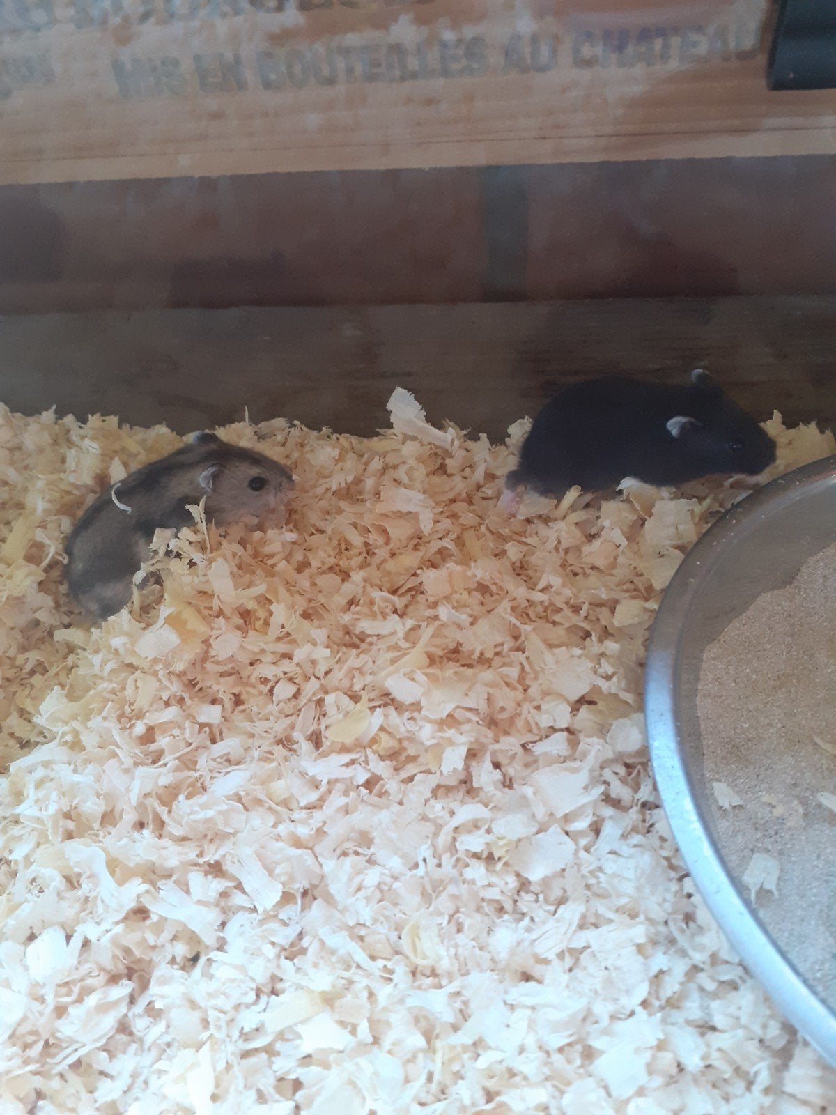Russische dwerghamsters, Ophalen, Hamster