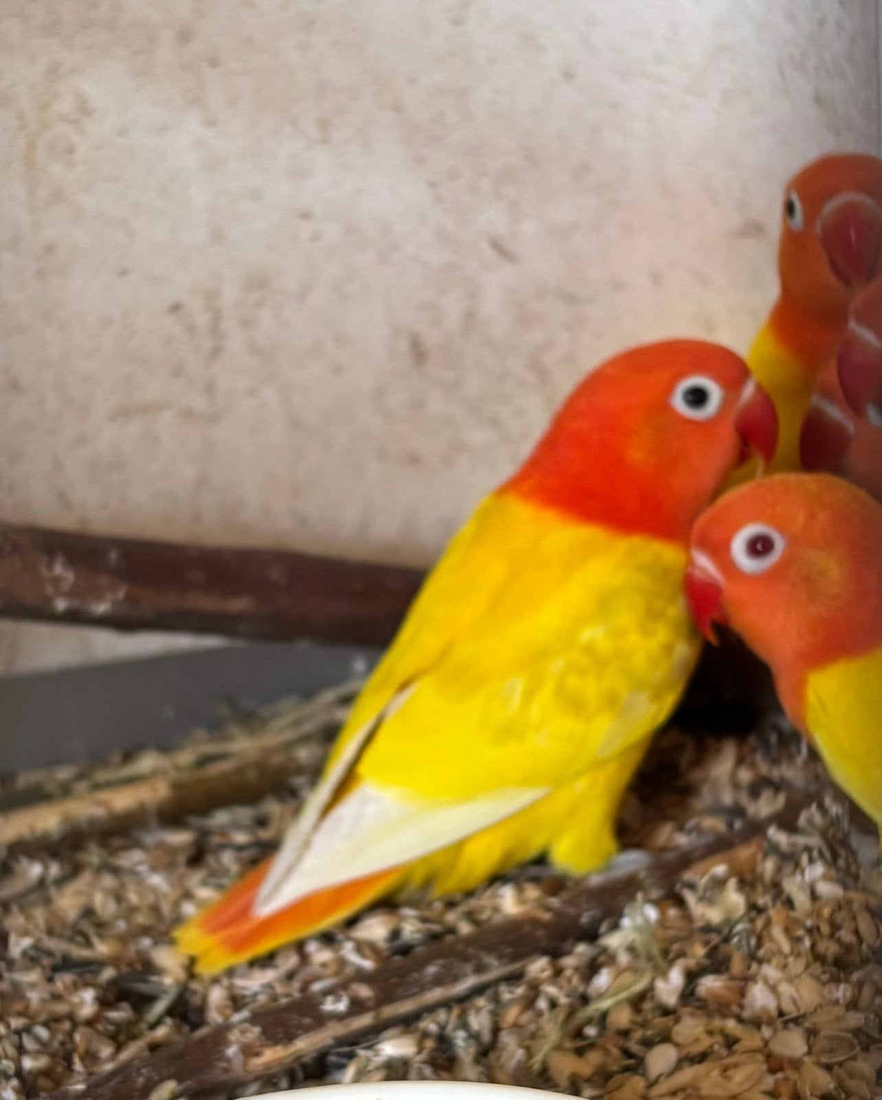 Fischeries, Dieren en Toebehoren, Vogels | Parkieten en Papegaaien