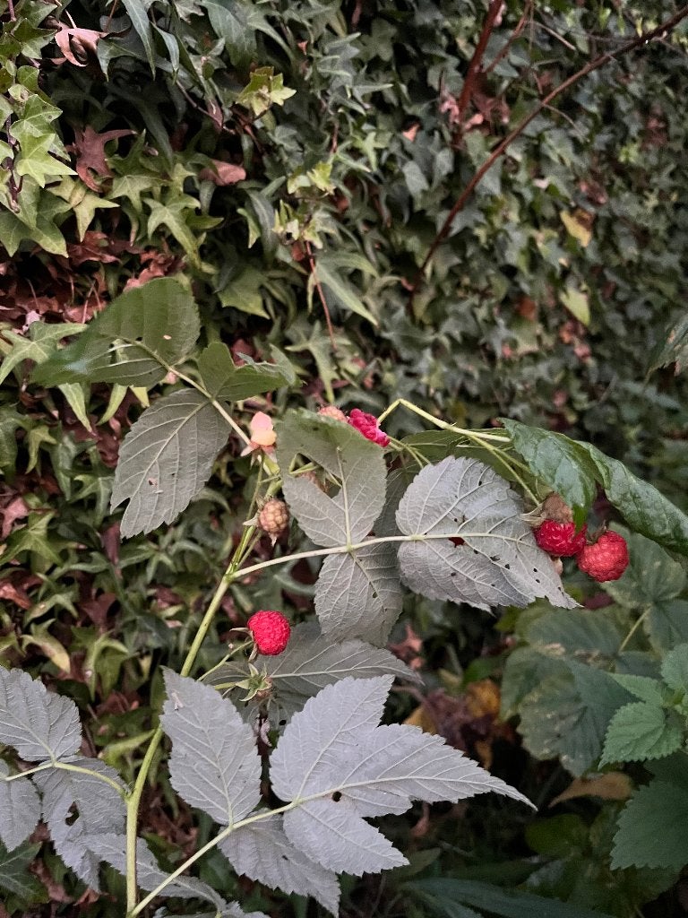 Rode herfstframboos planten., Ophalen of Verzenden, Volle zon, Overige soorten, Lente
