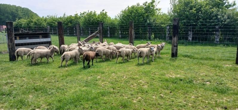 Schapen, Dieren en Toebehoren, Mannelijk