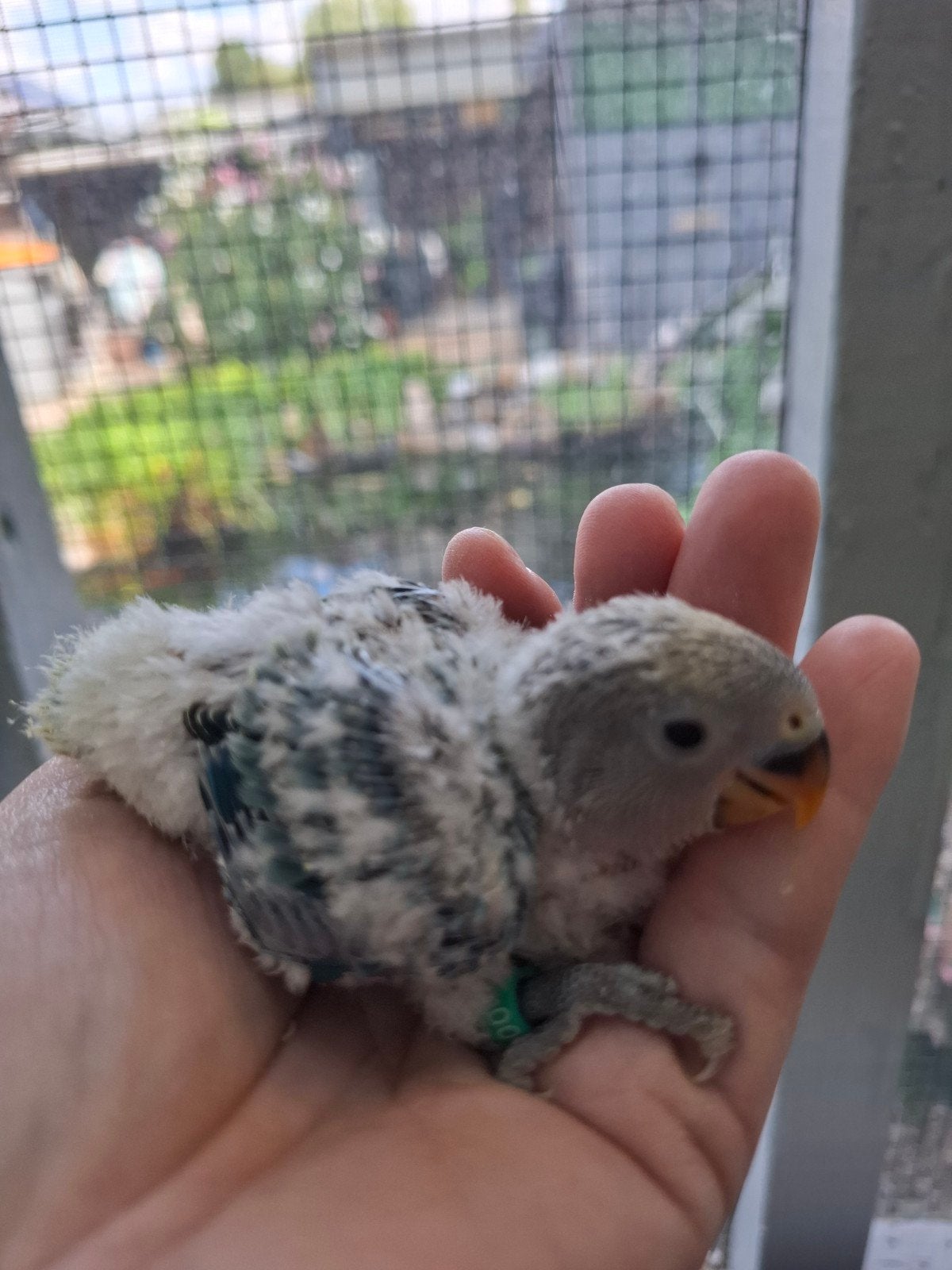 lovebird baby handtam BLAUW