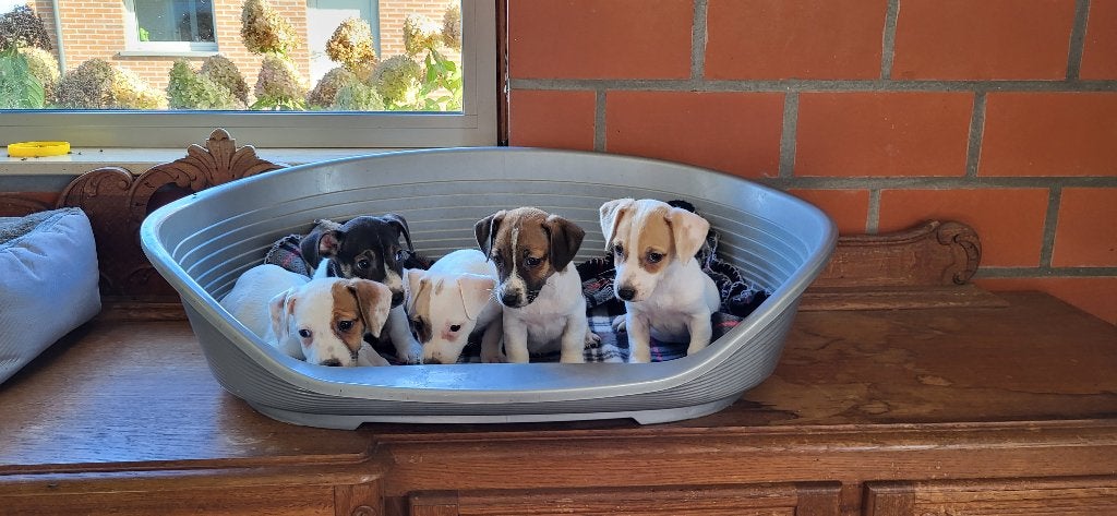 Jak Russel pups, België, Jack Russell Terriër, CDV (hondenziekte), 8 tot 15 weken