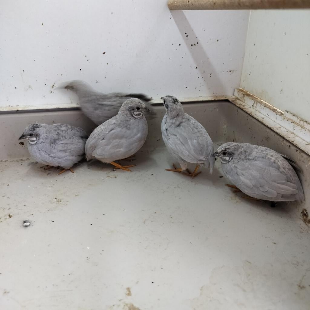 Haantjes Chinese dwergkwartels, Dieren en Toebehoren, Mannelijk