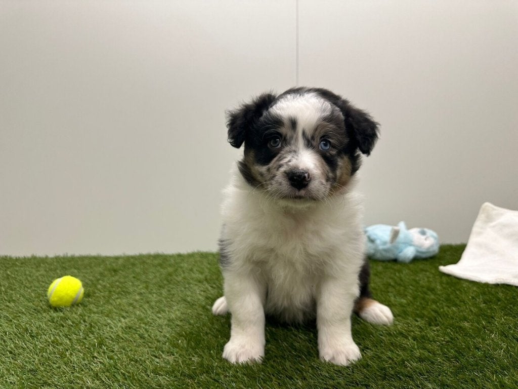 Portée de Chiots Bergers Australiens, Animaux & Accessoires, Plusieurs, Hépatite contagieuse (maladie de Rubarth), Belgique, Berger