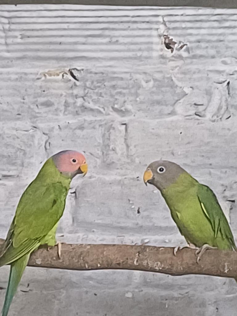 Perruches Pinkhead, Plusieurs animaux, Perruche, Bagué