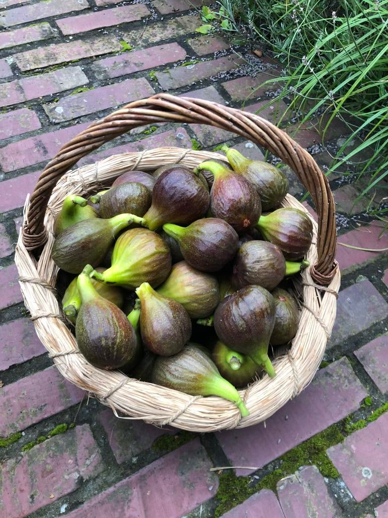Vijgenboompje - Bornholms Diamant, Tuin en Terras, Planten | Fruitbomen, Vijgenboom, 250 tot 400 cm, Volle zon, Bloeit niet, In pot