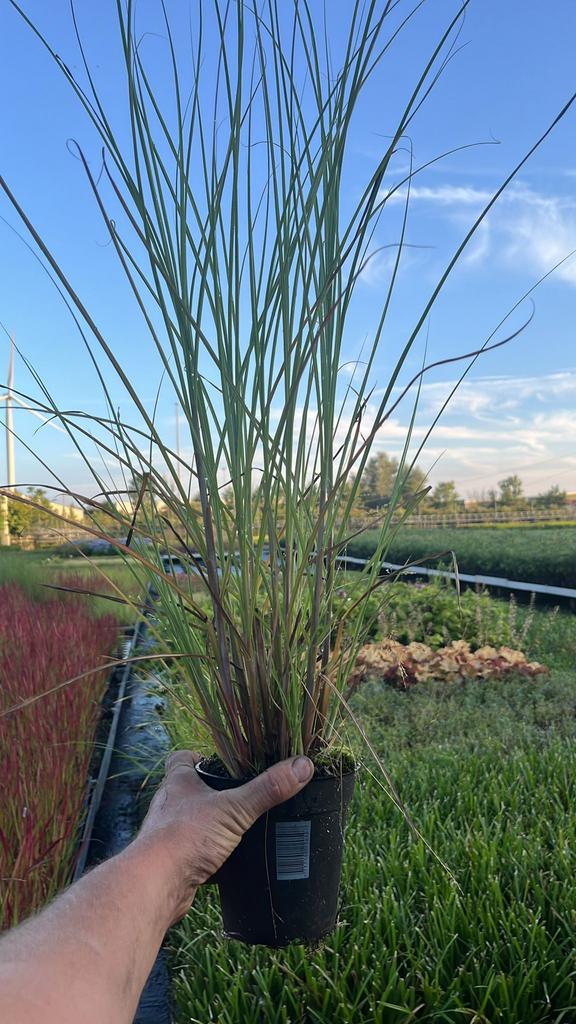 Miscanthus sinensis 'Gracillimus', Siergras, Enlèvement, Automne, Graminées ornementales