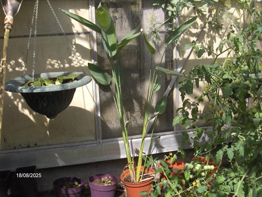 Vijverplant, Tuin en Terras, Ophalen, Nieuw