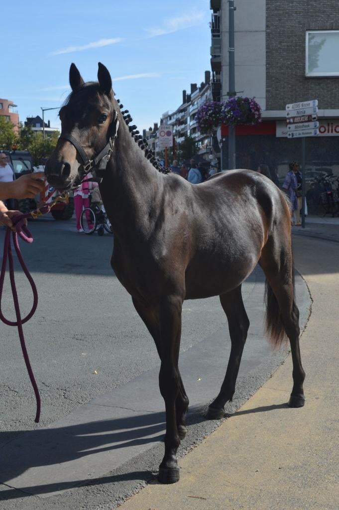 Dpony hengst, Dieren en Toebehoren, Pony's, Met stamboom, Springpony, 0 tot 2 jaar, Hengst