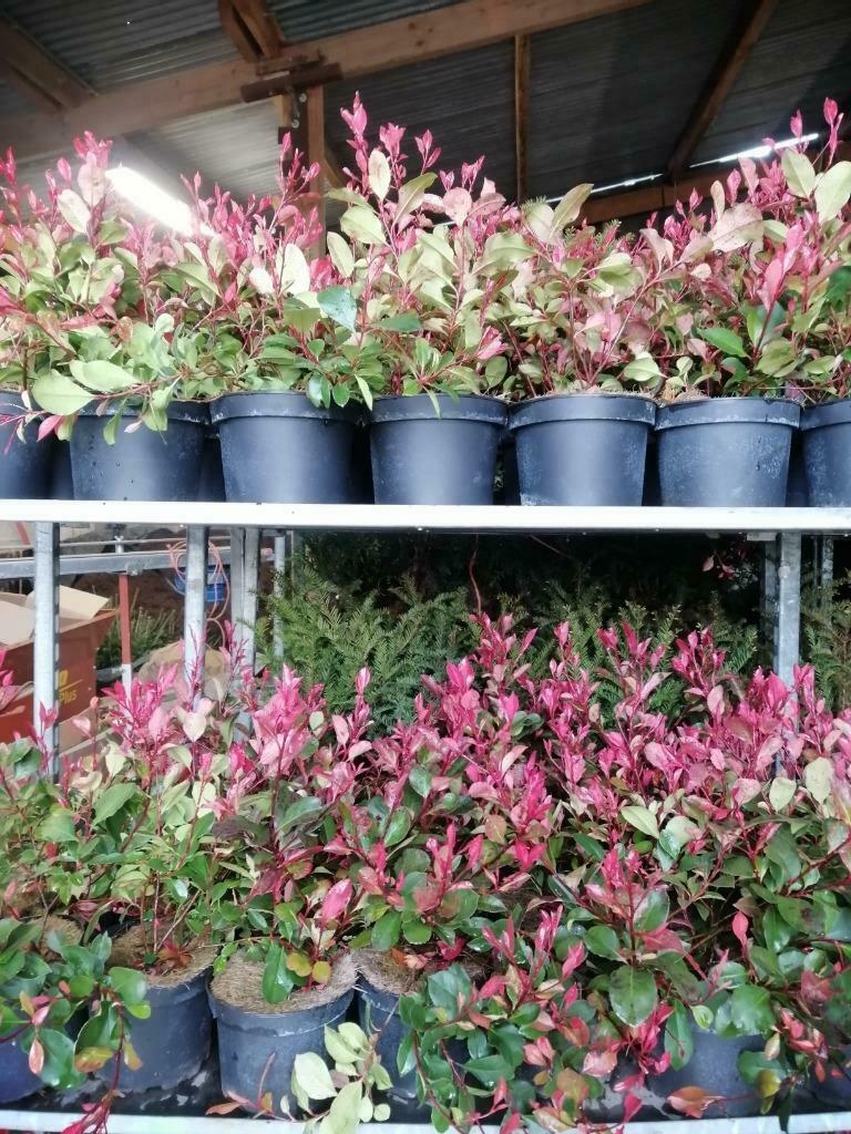 Photinia  Little Red Robin (struik met rode blaren ) haagpla, Ophalen, Bodembedekkers, Vaste plant, Halfschaduw