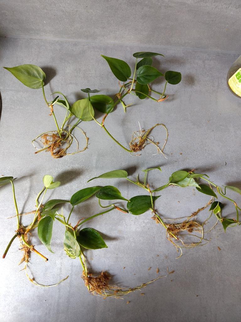 veel stekjes Philodendron scandens, Maison & Meubles, Plantes d'intérieur, Autres espèces, Moins de 100 cm, Plante verte, Ombre partielle