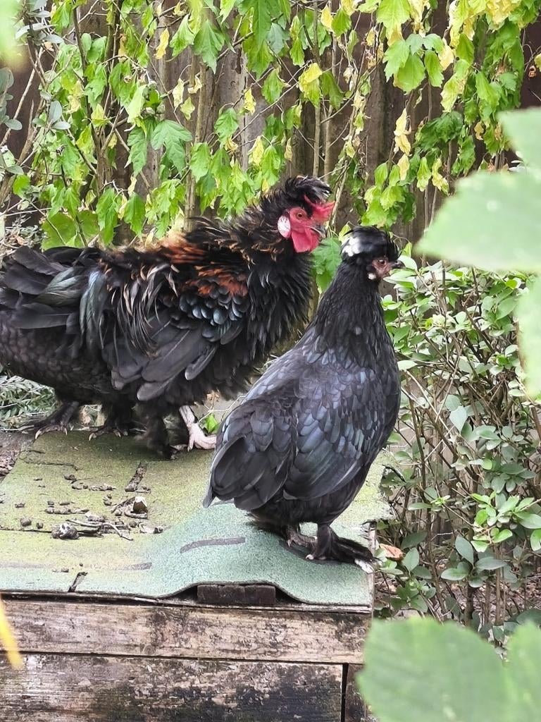 Krulveer sierhaan (met eventueel kip), Plusieurs animaux, Poule ou poulet