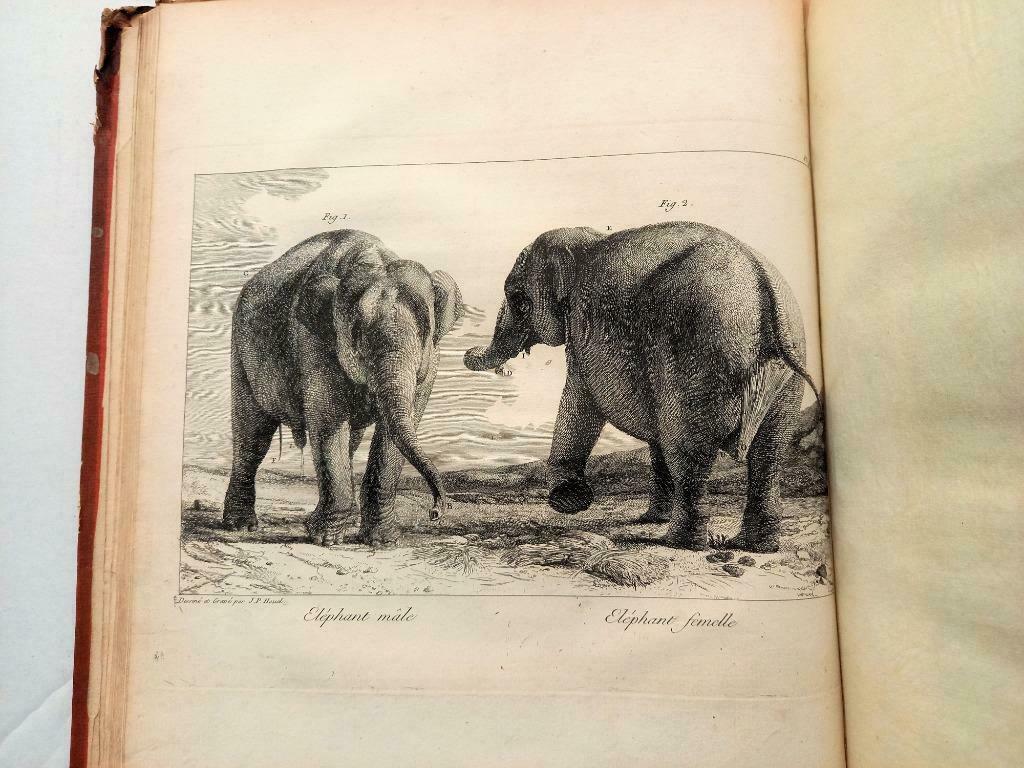 [Olifanten] Houel 1803 Histoire naturelle des deux Éléphants, Antiquités & Art, Antiquités | Livres & Manuscrits, Enlèvement ou Envoi