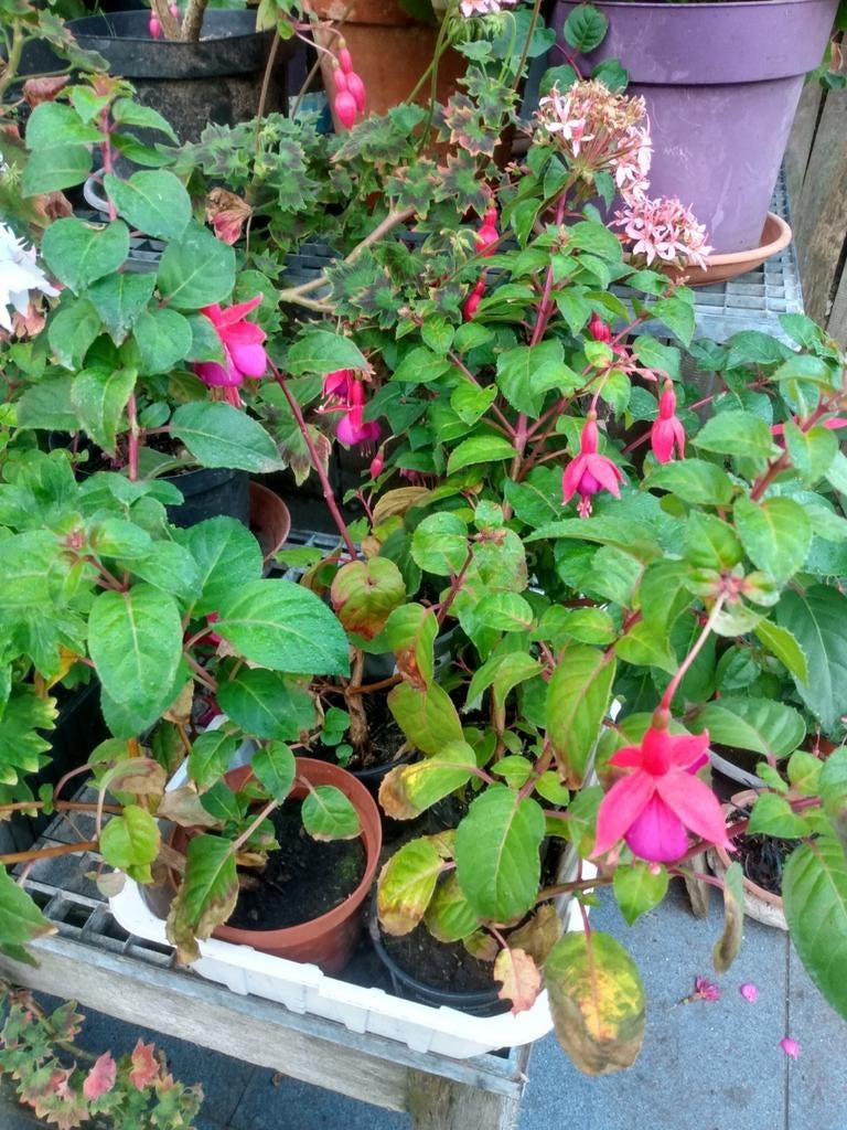 Fuchia, Tuin en Terras, Ophalen
