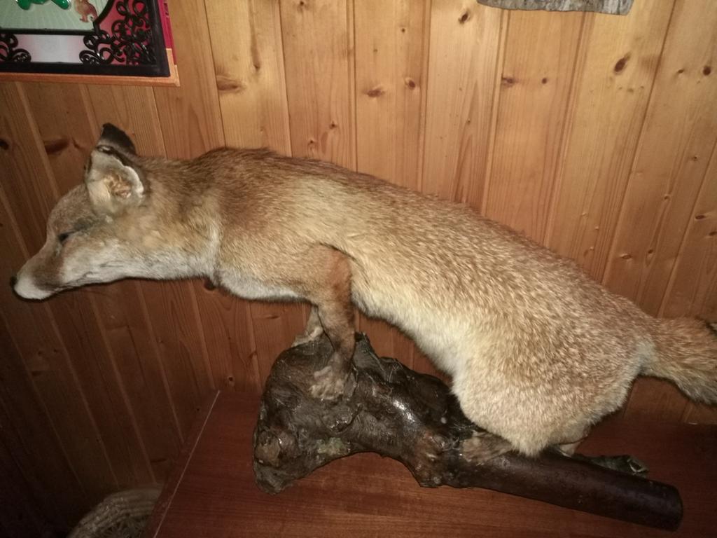Renard empaille, Collections, Enlèvement, Comme neuf