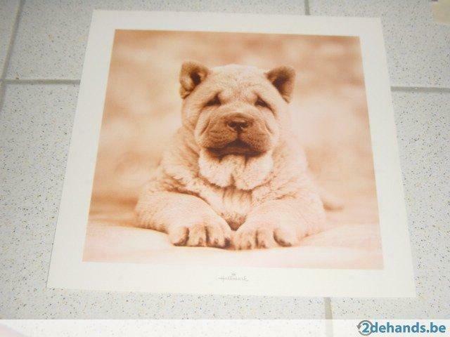 Prachtige chow-chow prent, Enlèvement ou Envoi, Neuf, Gravure