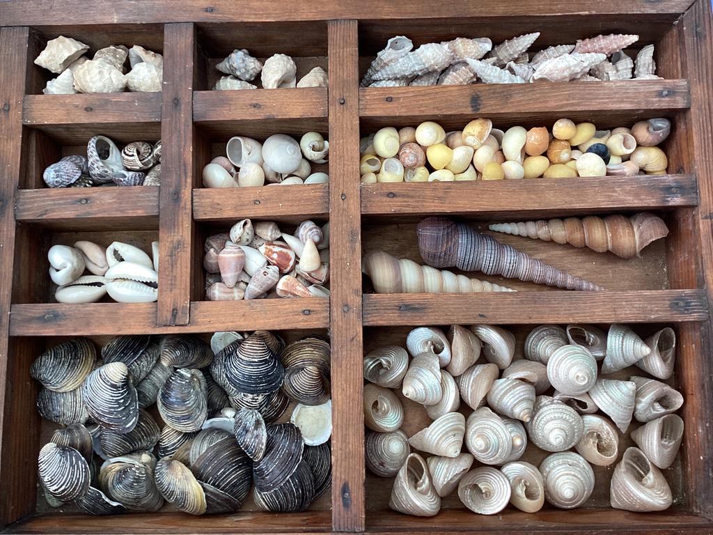 Collection de coquillages, Enlèvement ou Envoi