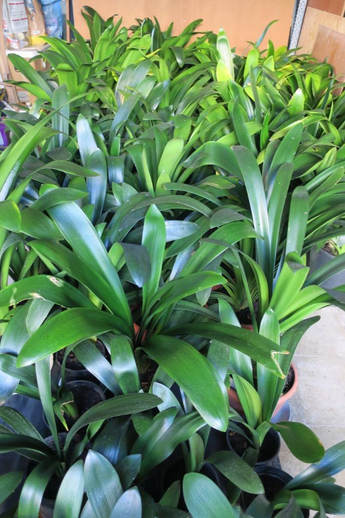 Clivia zeer mooie planten van 5 tot 50 euro., Tuin en Terras, Ophalen of Verzenden, Lente, Vaste plant, Overige soorten
