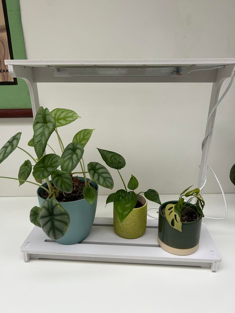 Groeilamp voor planten, Ophalen