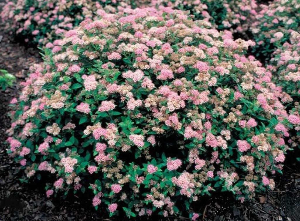 spirea  japonica  little  princess, Ophalen of Verzenden, Overige soorten, Struik, Minder dan 100 cm