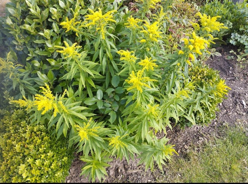 Diverse potten van winterharde huldenroede, Ophalen, Zomer, Vaste plant, Overige soorten