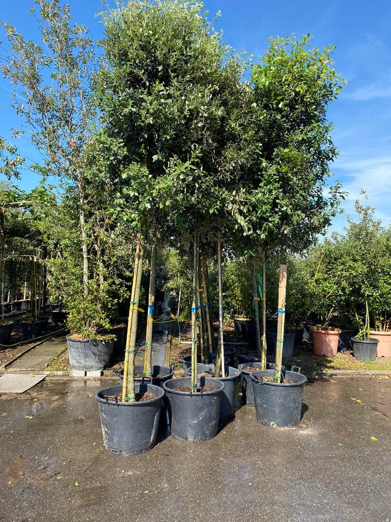 Quercus Ilex. Solitaire Boom