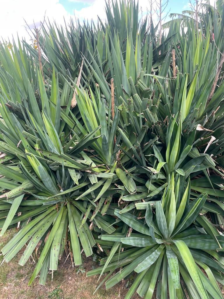 Boutures de YUCCA. Lot de 2 à retransplanter en terre., Enlèvement, Toute l'année
