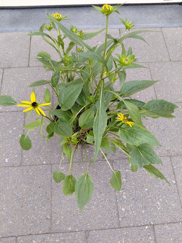 Rudbeckia Little Gold Star, Ophalen, Volle zon