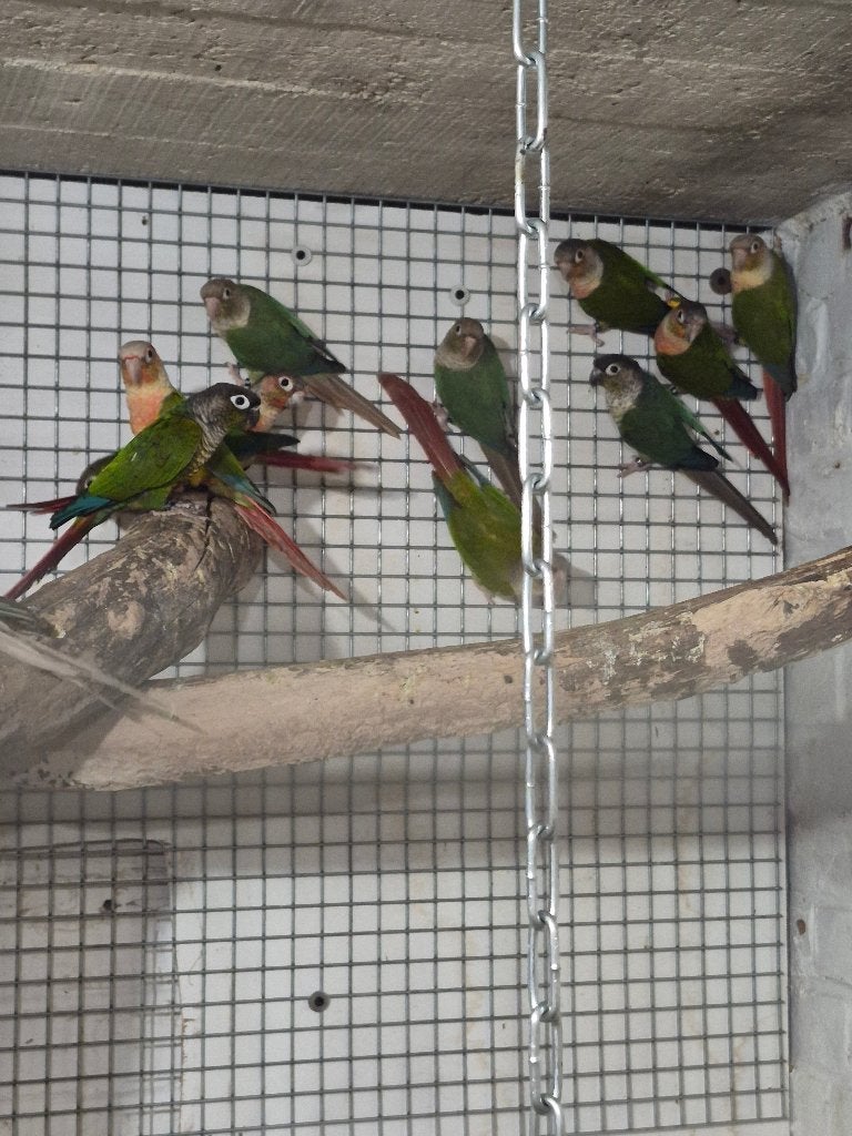 Conure molinae, Bagué