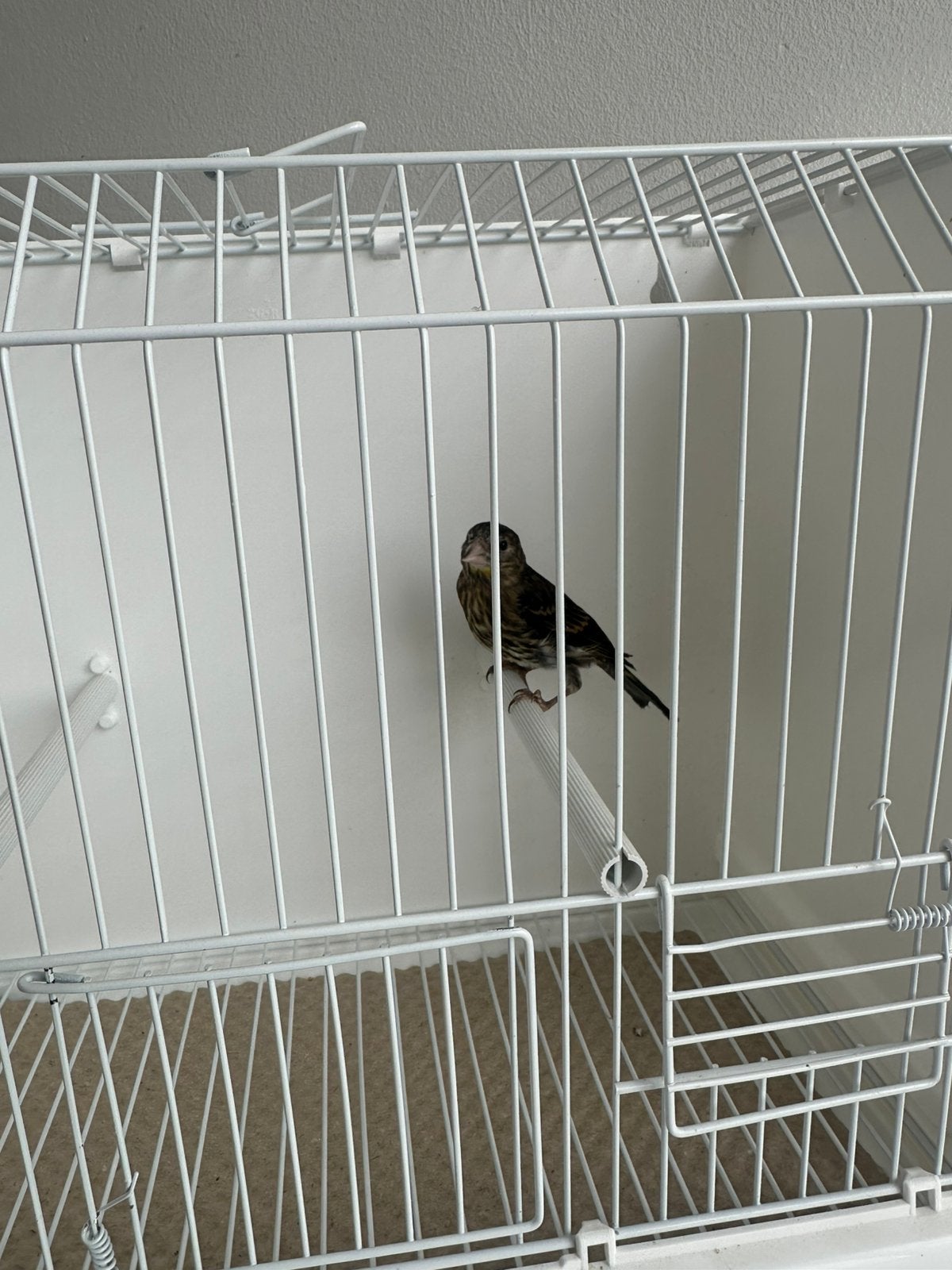 Metisse chardonneret parva 2026, Dieren en Toebehoren