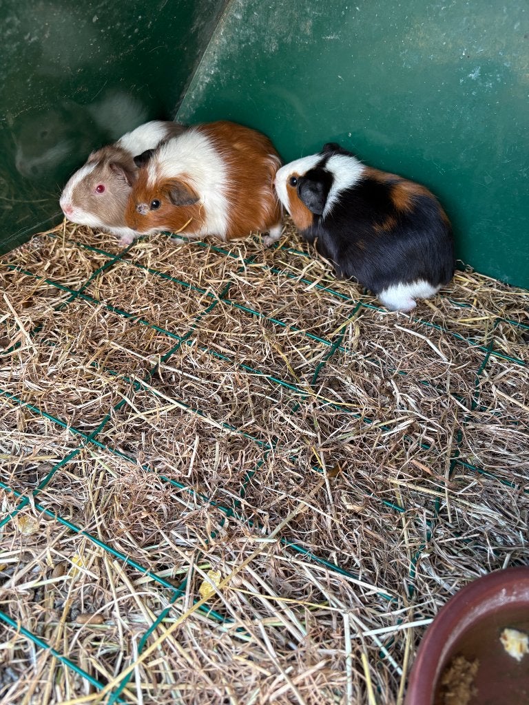 Cavia’s, Juin, Cobaye