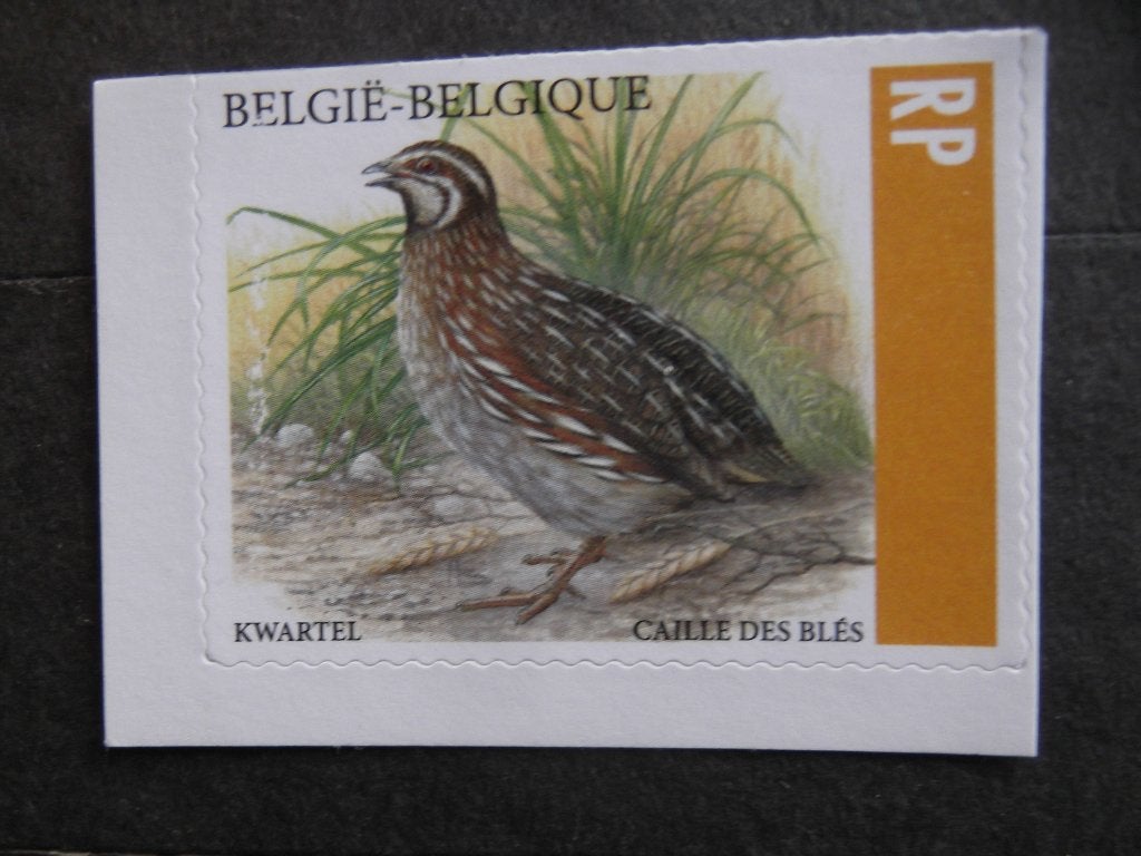 5172 Kwartel - Caille des blés MNH, Enlèvement ou Envoi, Non oblitéré