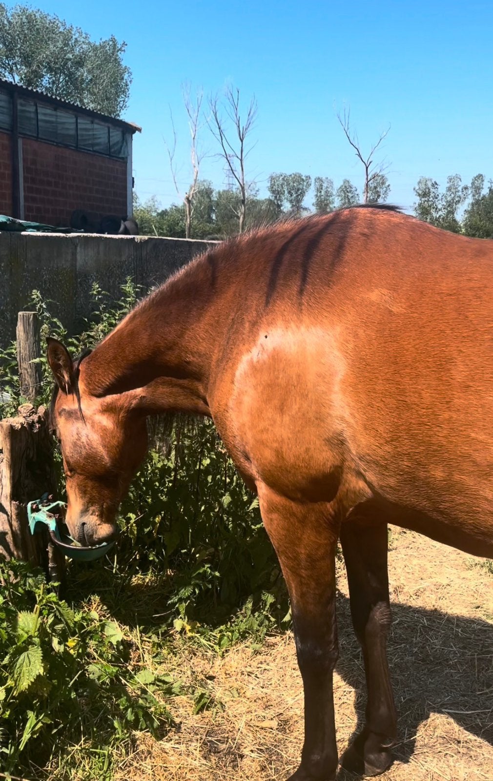 3 jarige spaanse PRE merrie, Dieren en Toebehoren, Paarden, Merrie