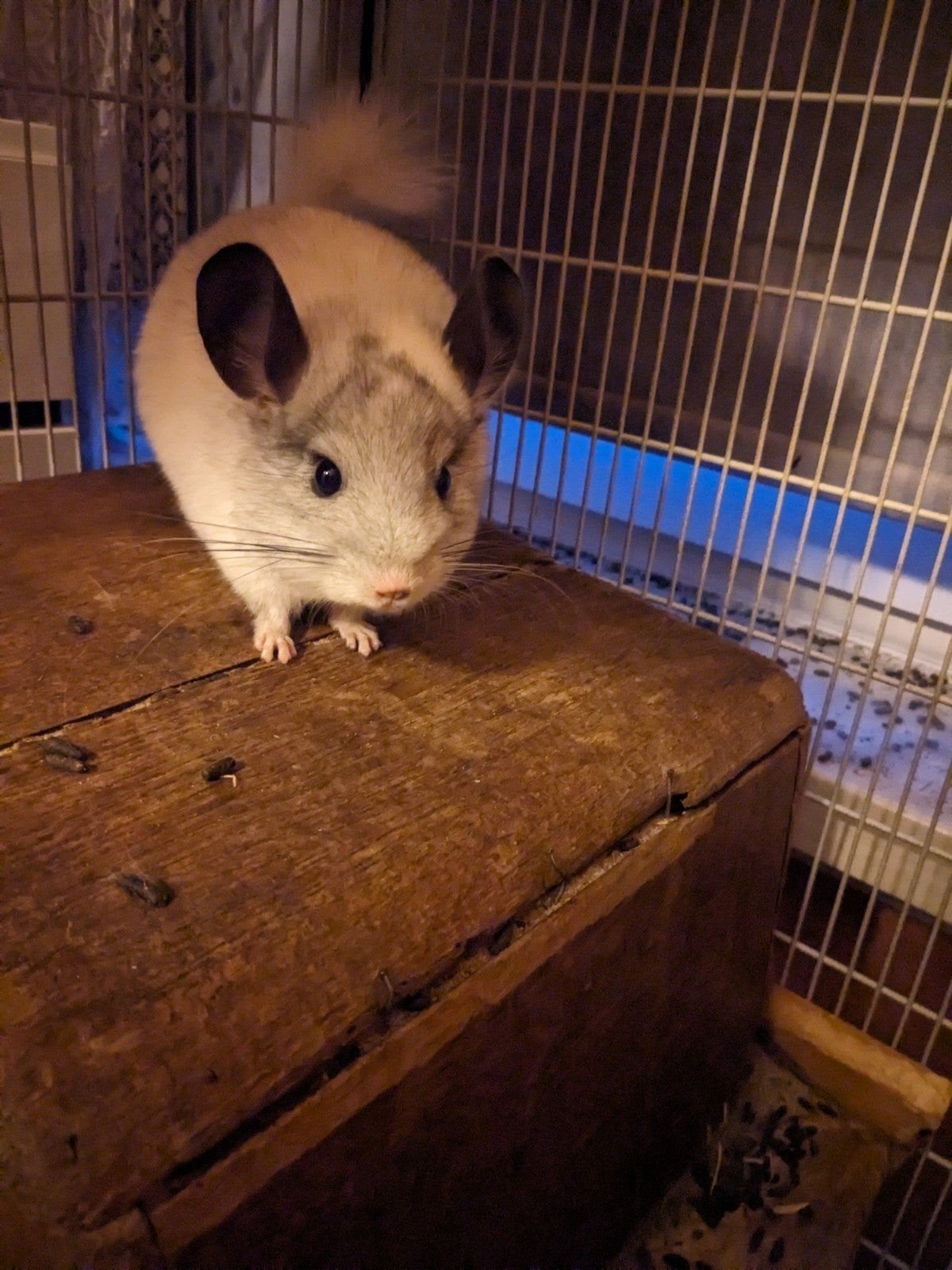 Chinchila vrouwtje, Animaux & Accessoires, Rongeurs, Avril, Femelle, Chinchilla