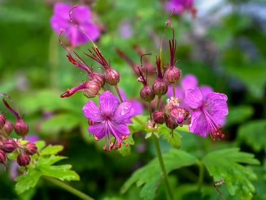 vaste planten, Tuin en Terras, Ophalen, Bodembedekkers, Vaste plant, Halfschaduw