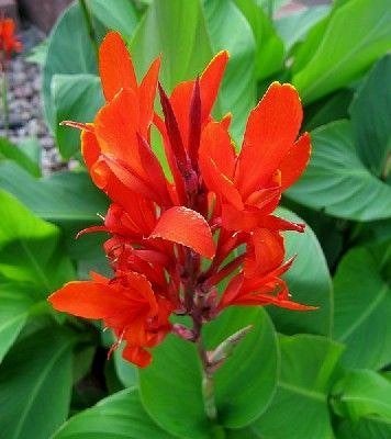 canna wortelstok rhizomen, Jardin & Terrasse, Bulbes & Semences, Enlèvement, Toute l'année, Plein soleil, Rhizome
