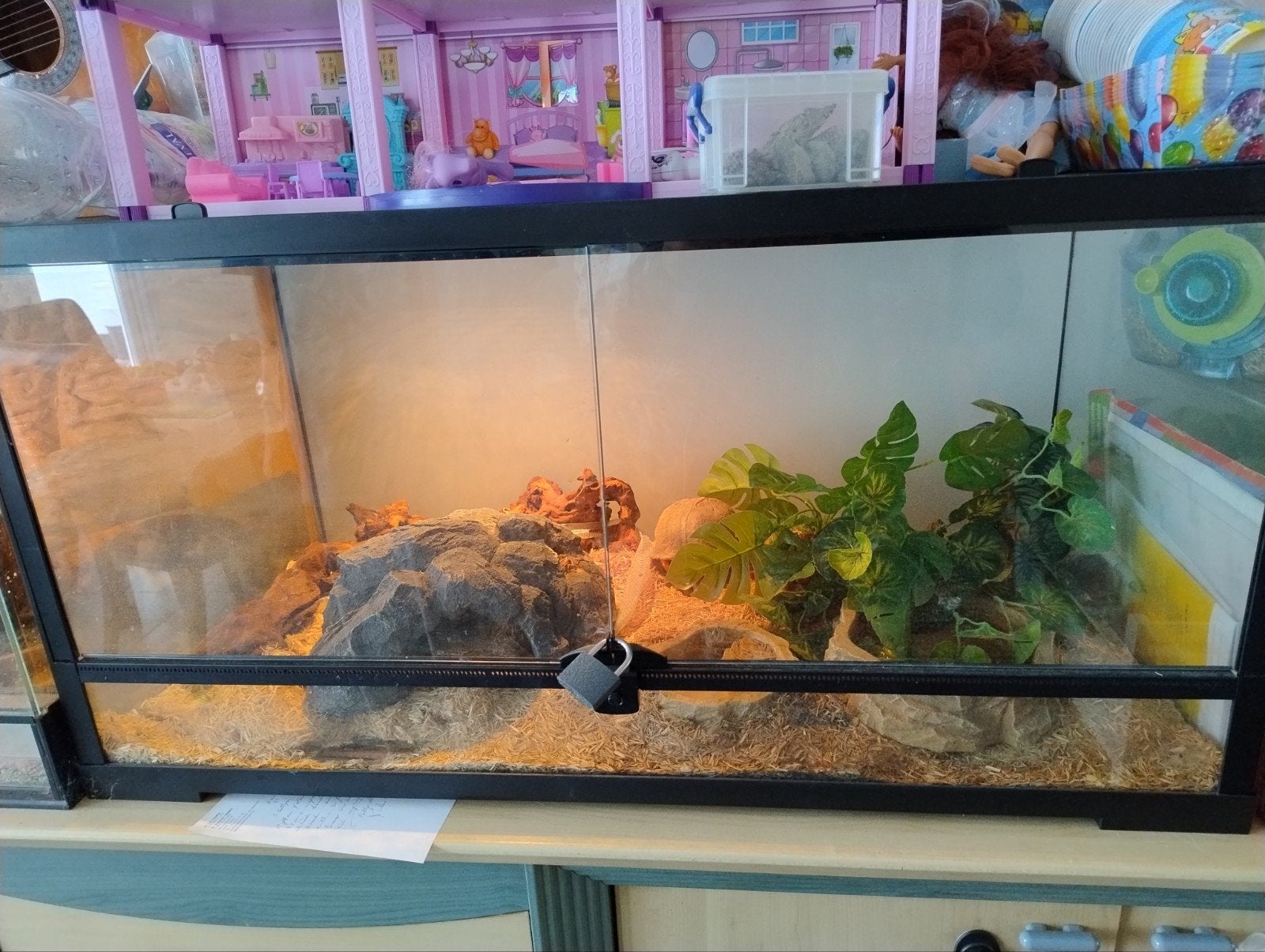 2 korenslangen, Animaux & Accessoires, Reptiles & Amphibiens, Serpent, Avec terrarium, 0 à 2 ans