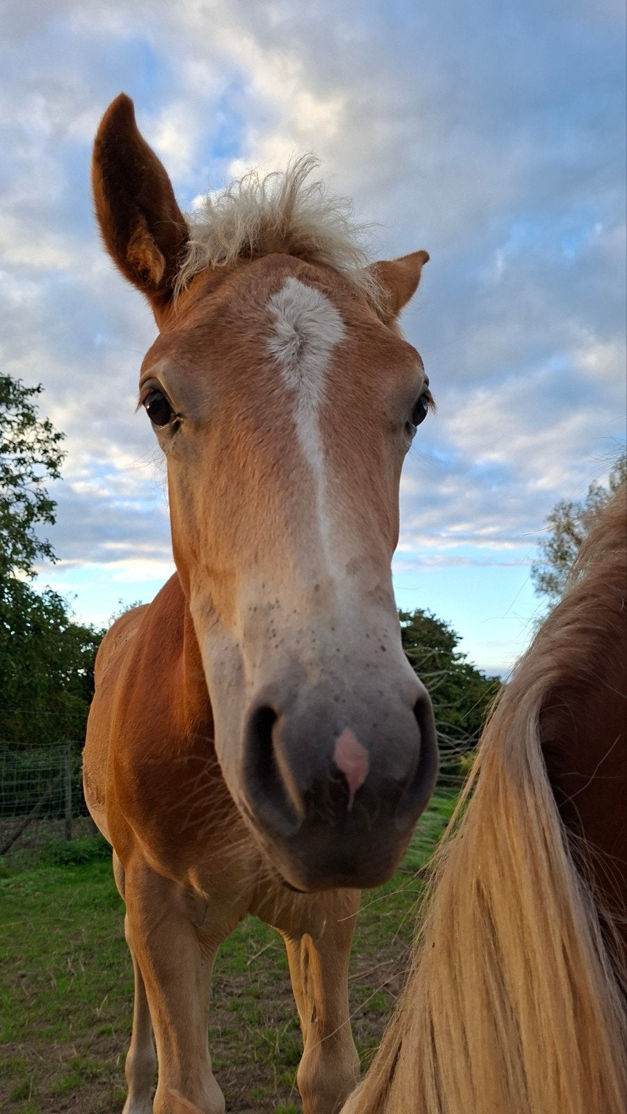 haflinger hengsteveulen met stamboekpapieren, Met stamboom, Niet van toepassing, 0 tot 2 jaar, Hengst
