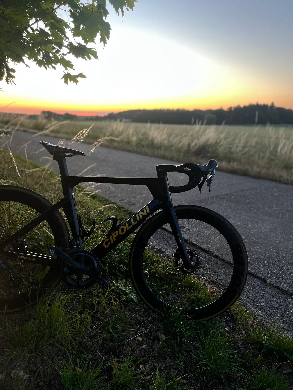 Cipollini ad.one, Enlèvement, Comme neuf