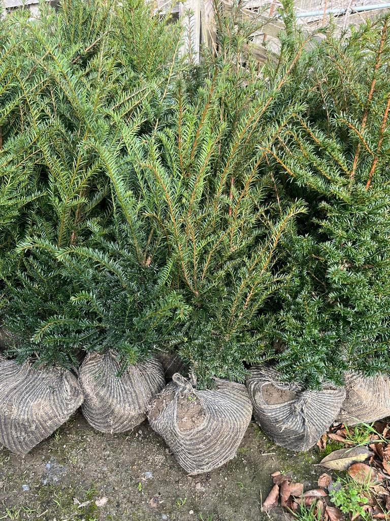 Plantes de haie, if, Enlèvement ou Envoi, Taxus