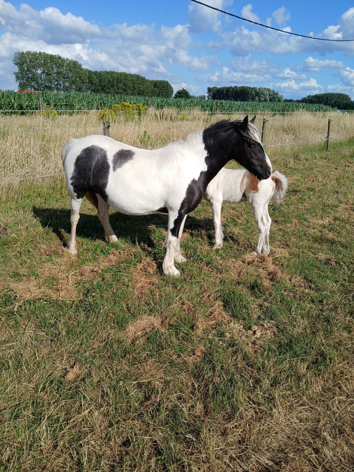 Irisch cob merrie.met merrieveulen, Dieren en Toebehoren, Merrie, Zadelmak