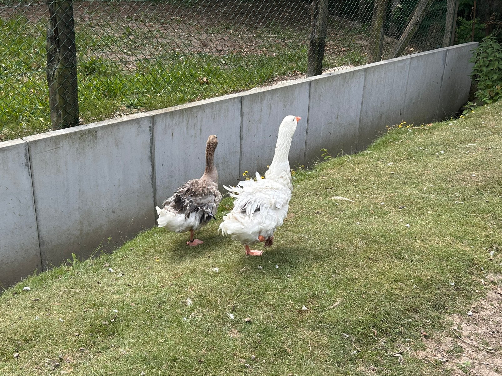Koppel krulveerganzen, Dieren en Toebehoren, Pluimvee, Meerdere dieren, Gans of Zwaan