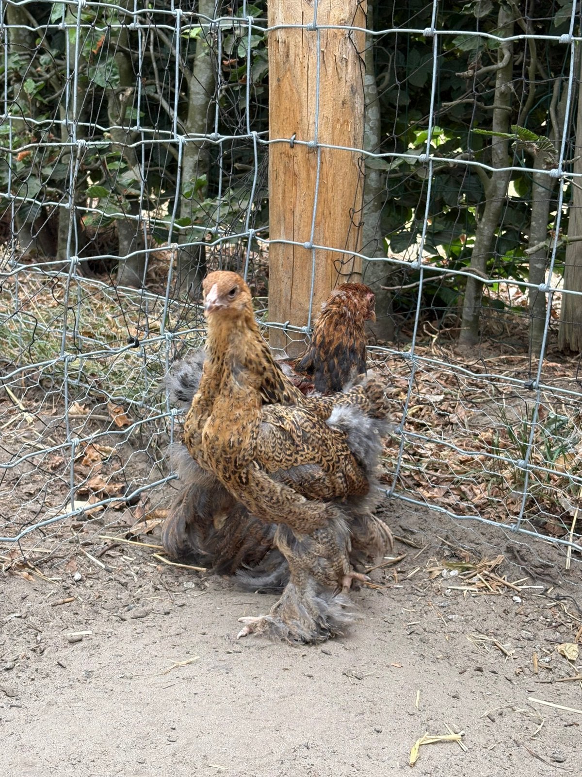 Brahma hennen, Dieren en Toebehoren, Pluimvee