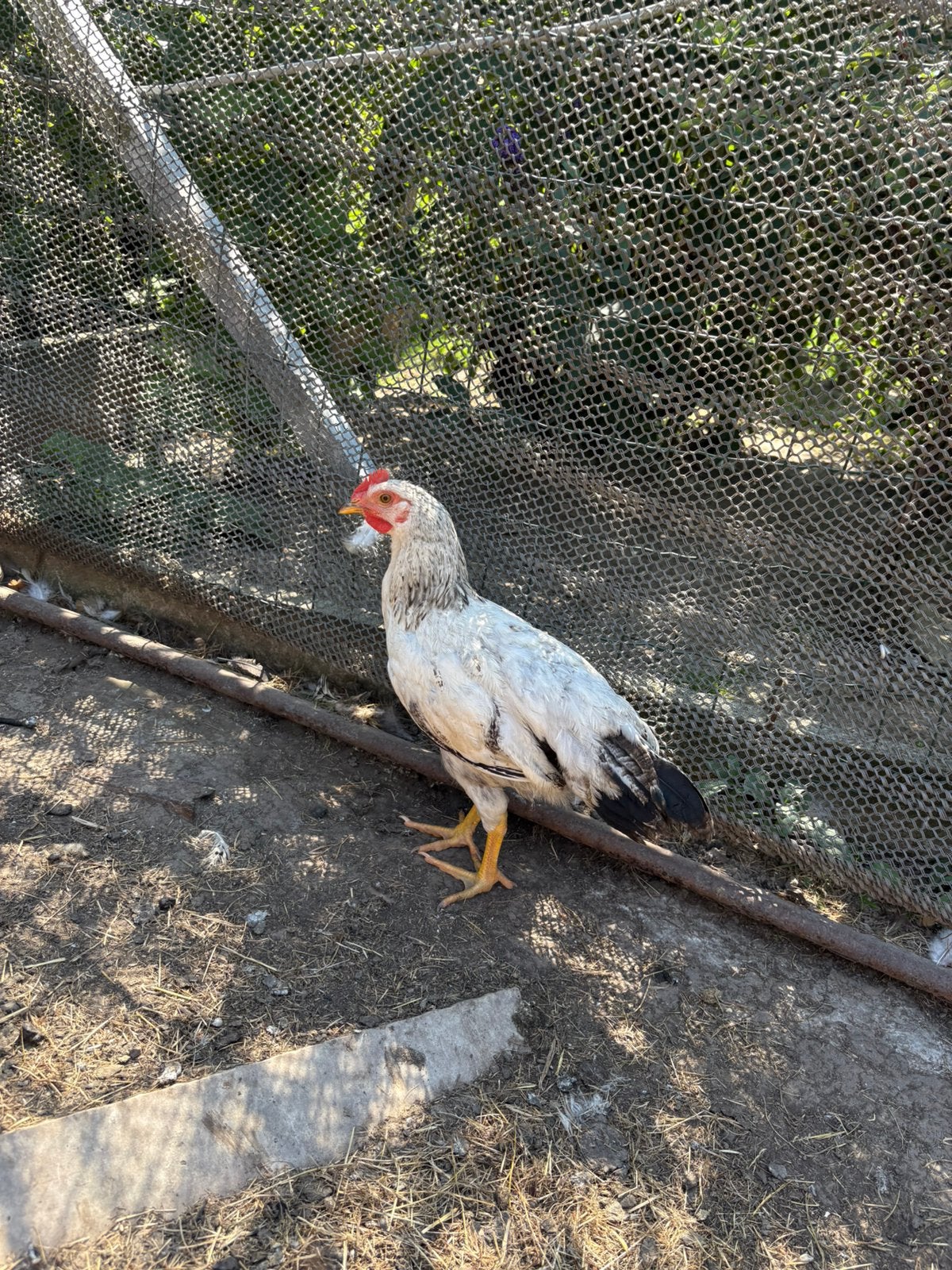 Jonge haan, Dieren en Toebehoren, Pluimvee, Mannelijk, Kip