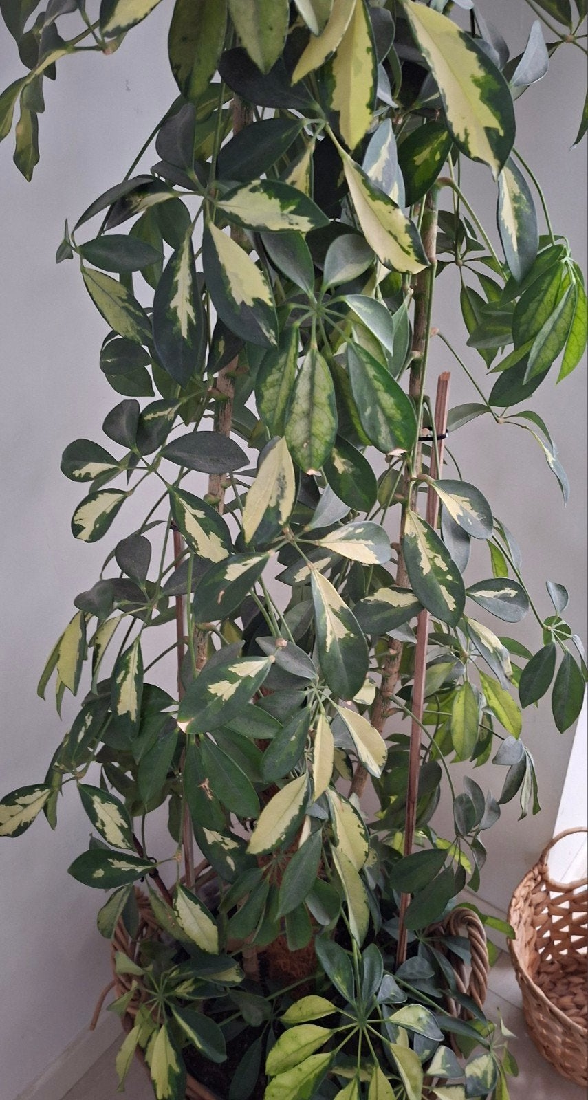 Kamerplant, En pot, 150 à 200 cm, Enlèvement, Plante verte