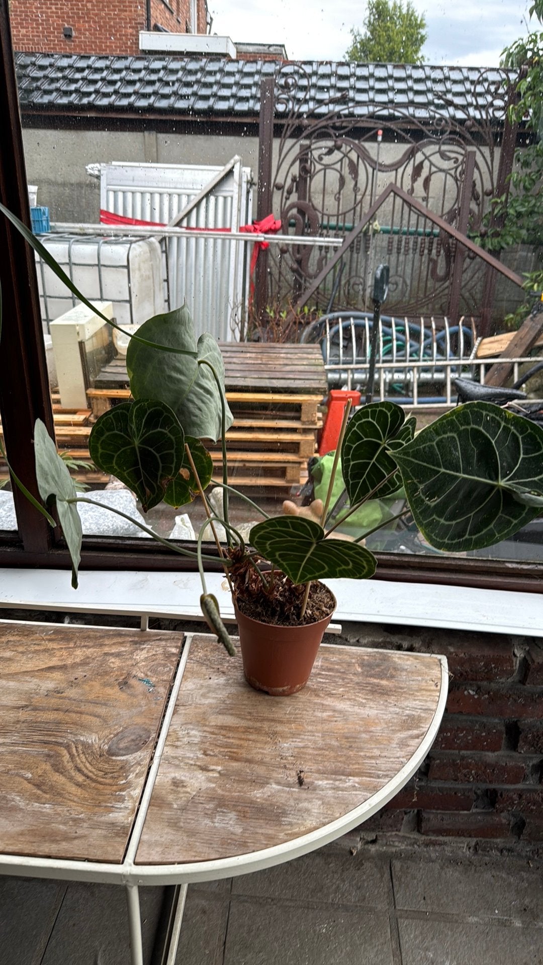 Anthurium clarinervium, Enlèvement