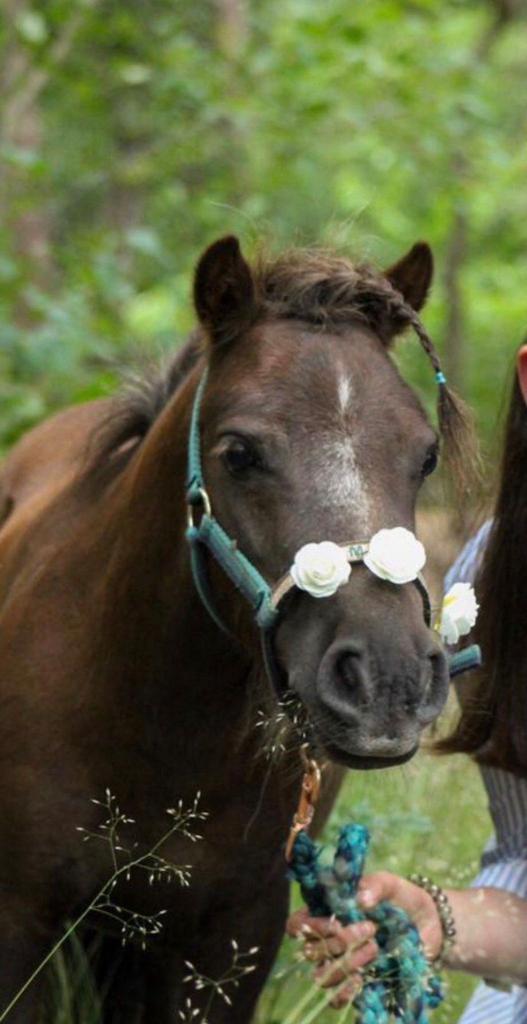 Kleine Shetlander pony “Muffin”, Animaux & Accessoires, Poneys, Débourré