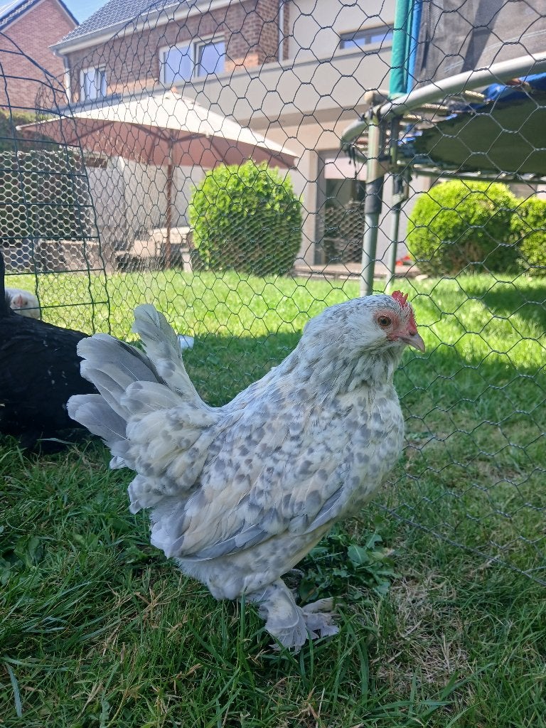 Ukkelse baardkriel trio, Dieren en Toebehoren, Pluimvee, Meerdere dieren, Kip