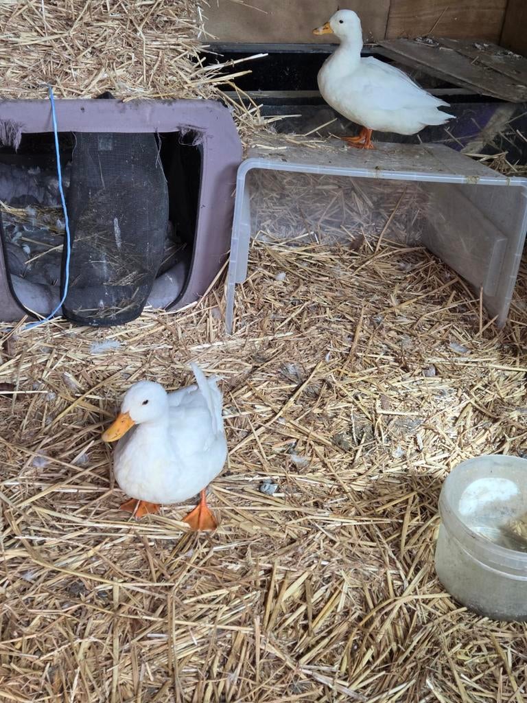 Hollandse kwakers, Mâle, Canard