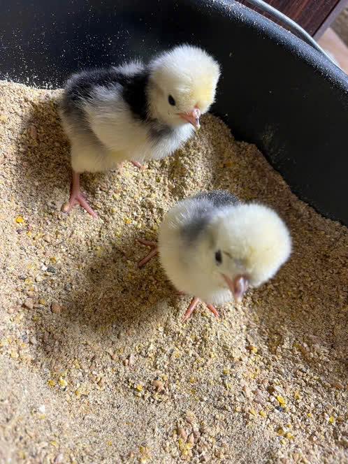 Poussins hollandais à crête blanche, Animaux & Accessoires, Volatiles